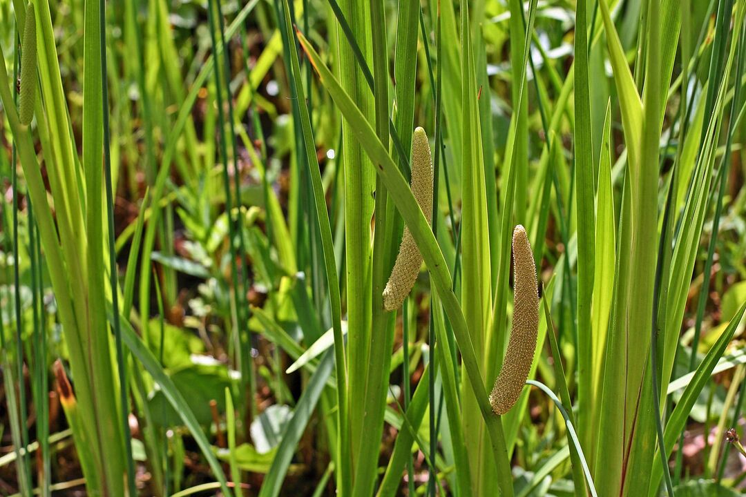 calamus biljka za potenciju